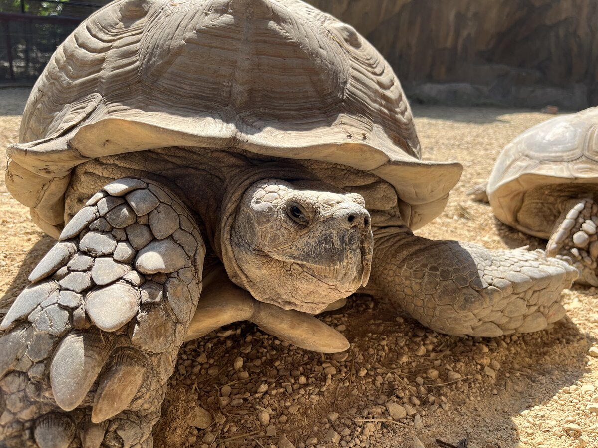 Beautiful flamingo at zoo