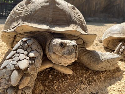 Beautiful flamingo at zoo