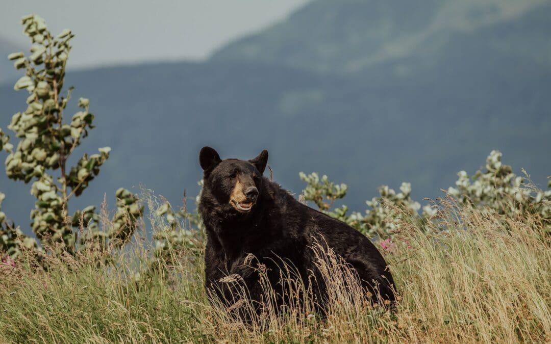 10 Fun Facts About the American Black Bear