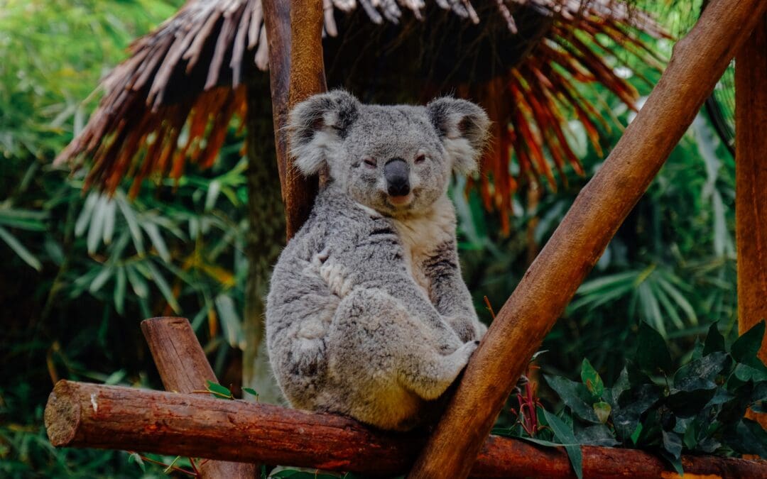 Facts About the Koala