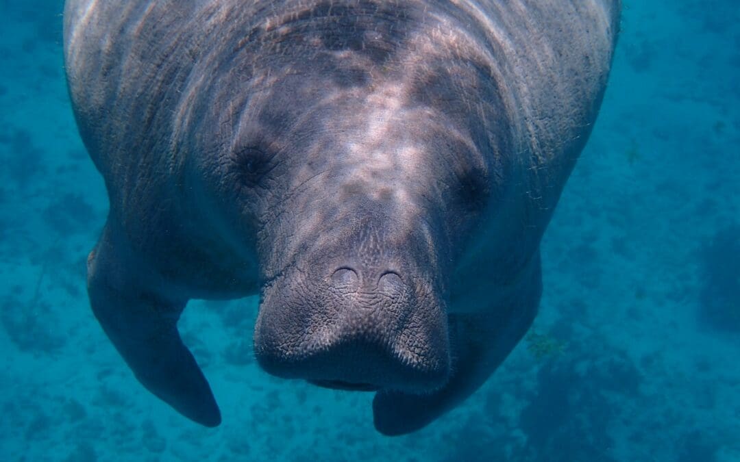 Learn About the Manatee