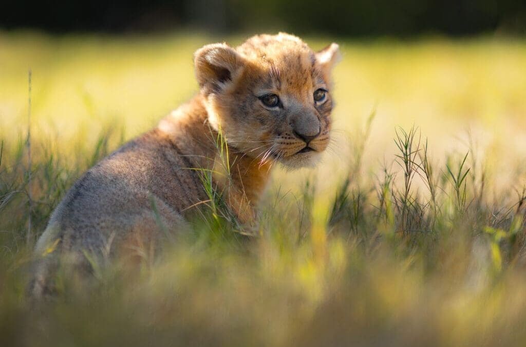 Meet Moja: The Adorable New Lion Cub at Fort Worth Zoo