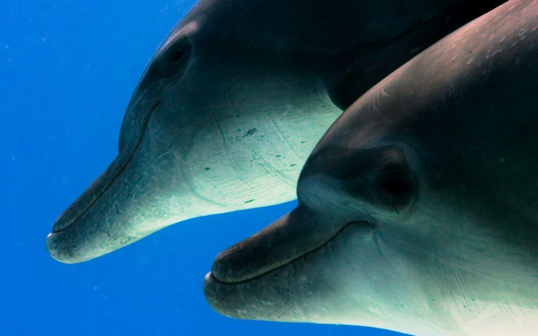 Dive Deep with Dolphins