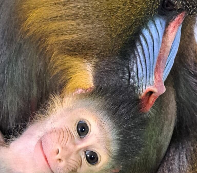 Welcome, Baby Mandrill Ruby!