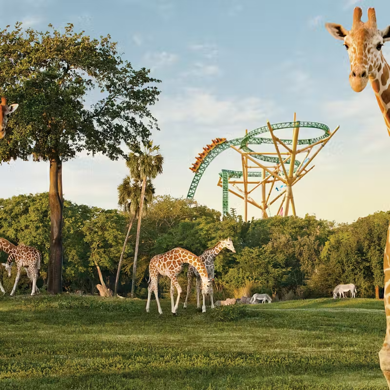 Busch Gardens Tampa Entry Tickets – Thrills and Wildlife in One Park