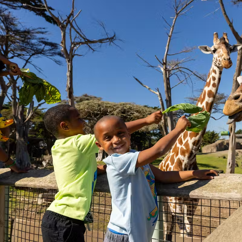 San Francisco Zoo Tickets – Wildlife Adventure by the Bay